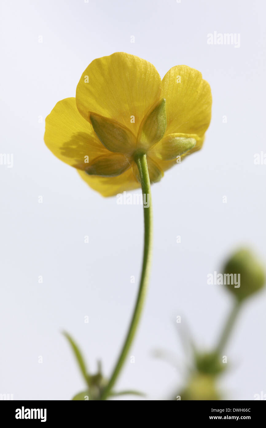 Buttercup Art Hi-res Stock Photography And Images - Alamy