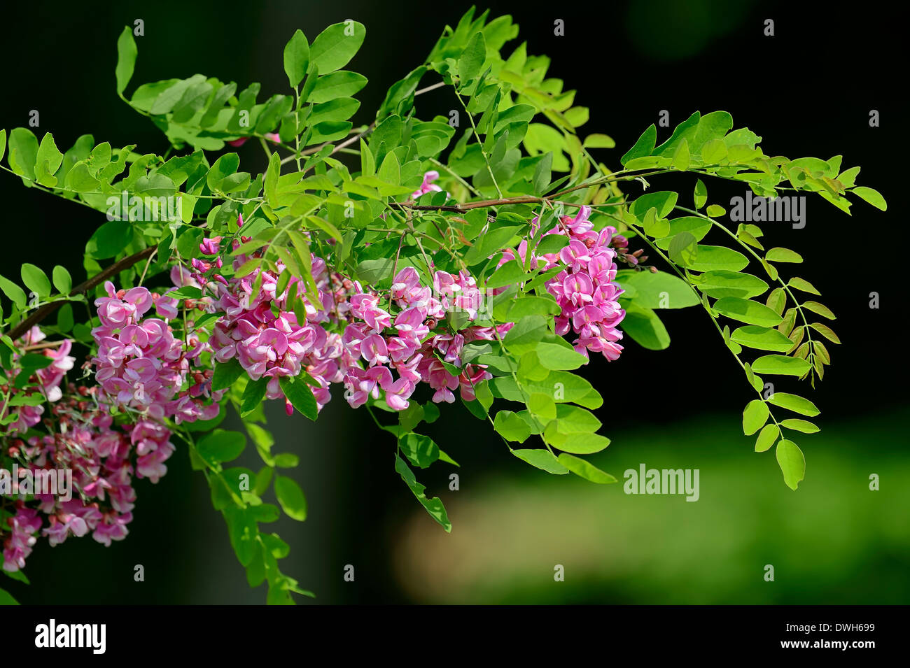 False Acacia or Robinia 'Casque Rouge' (Robinia pseudoacacia) Stock Photo