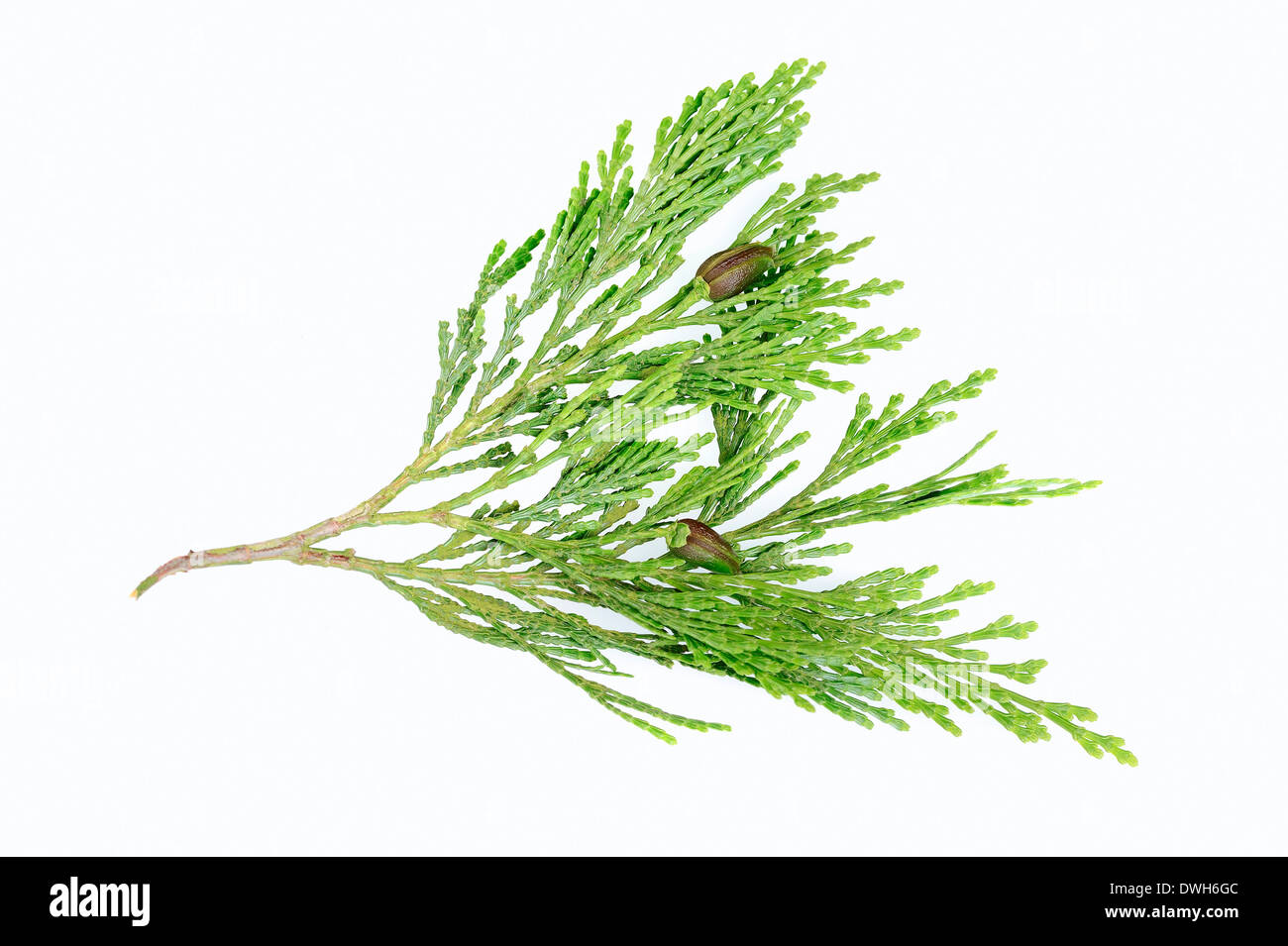 Eastern Arborvitae, American Arborvitae or White Cedar (Thuja occidentalis), twig with cones Stock Photo