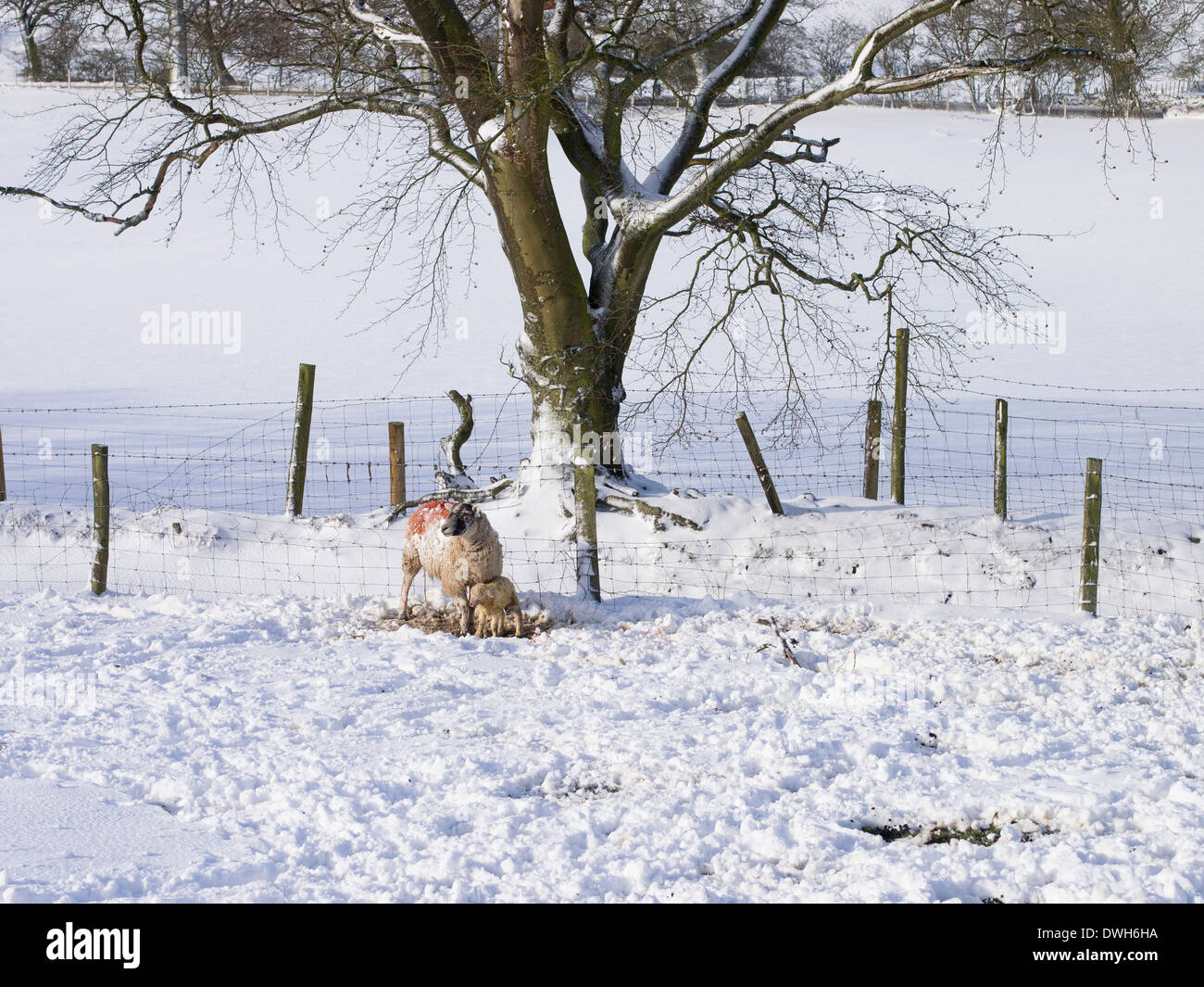 Sheep and Lamb in the Snow, County Durham Stock Photo