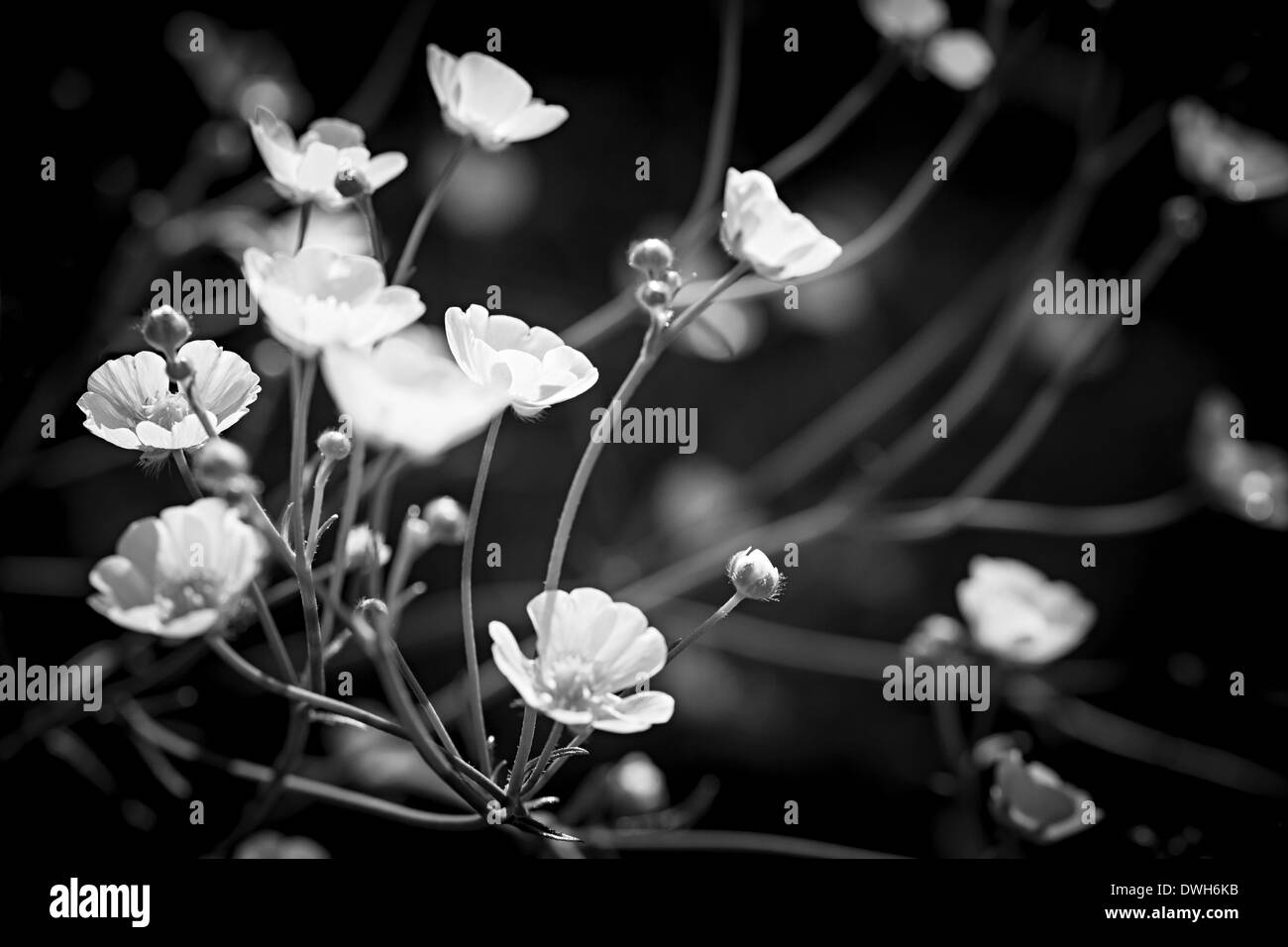 Backlit growing plants Black and White Stock Photos & Images - Alamy