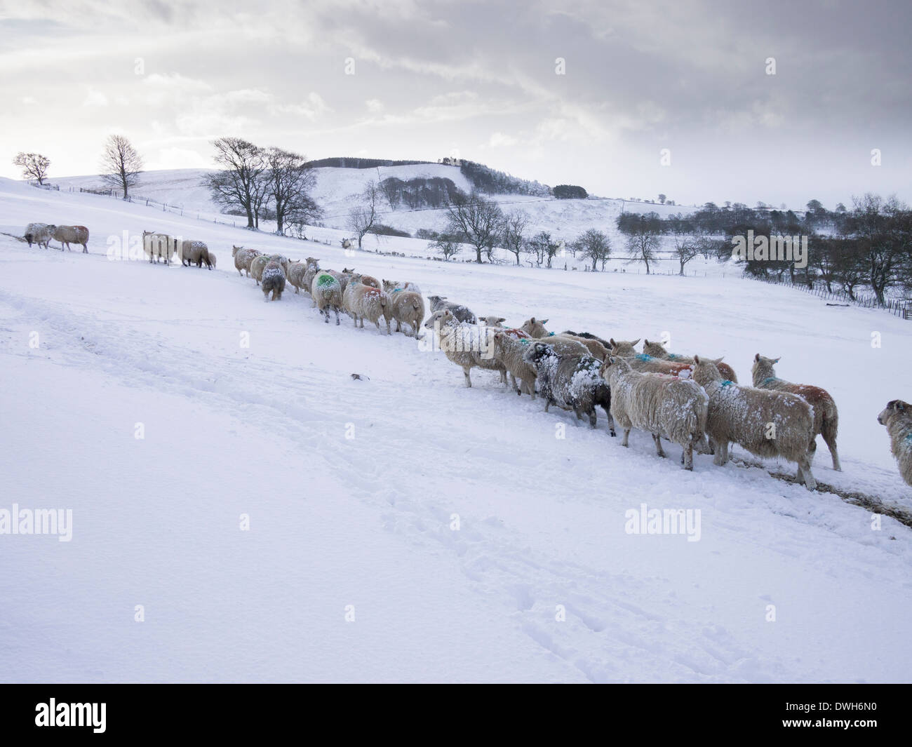 Sheep in Snow, County Durham Stock Photo