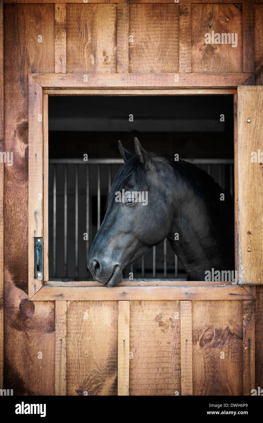 Profile of black horse looking out stable window Stock Photo