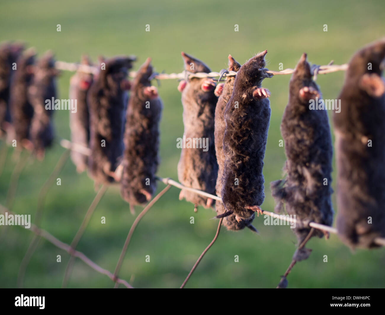 Dead Moles Hanging from a Fence Stock Photo