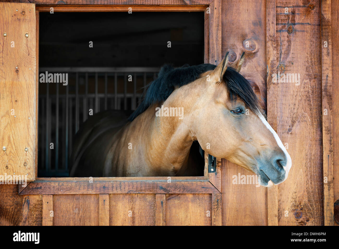 Curious brown horse looking out stable window Stock Photo