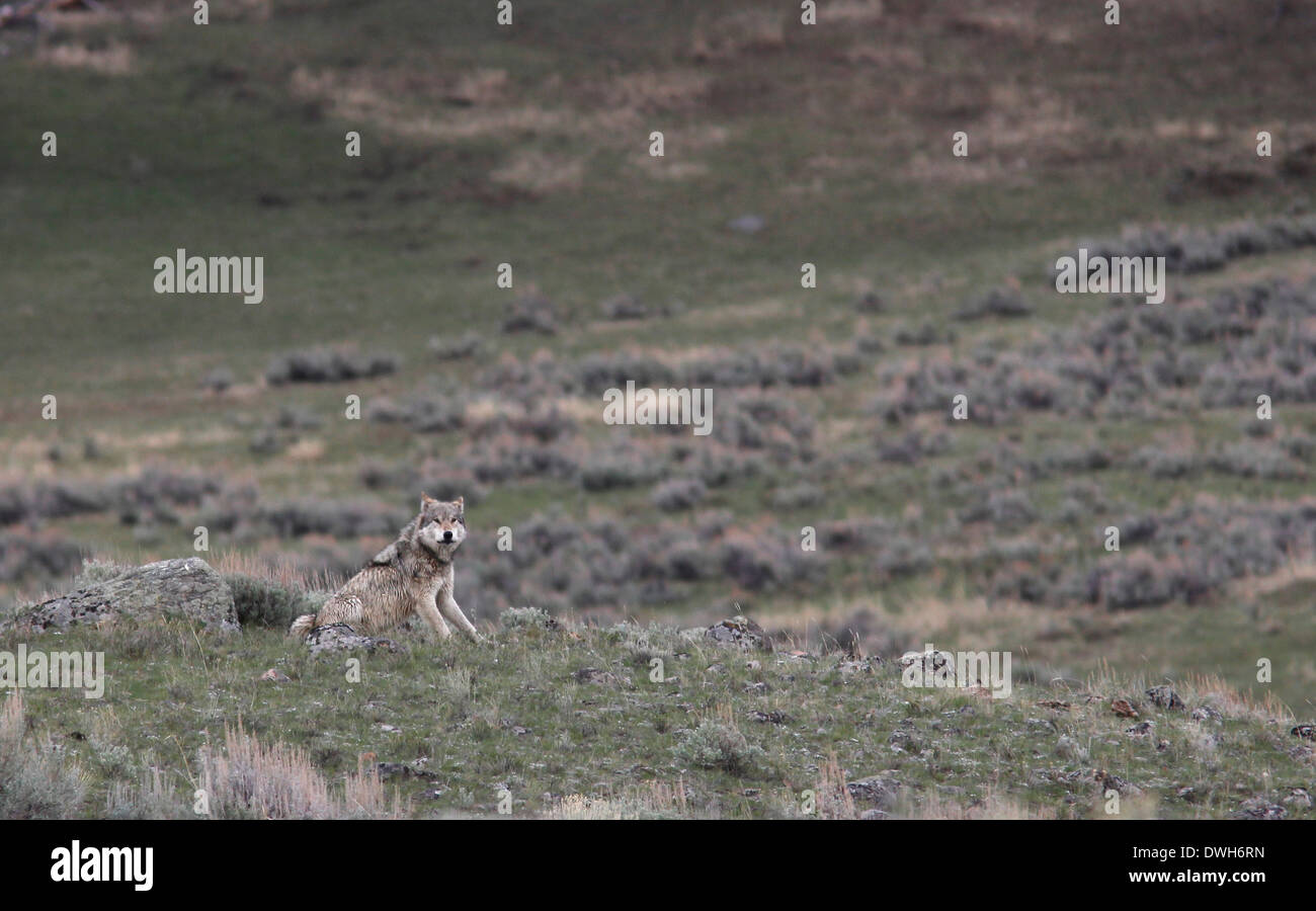 Gray wolf Yellowstone National Park Wyoming Stock Photo