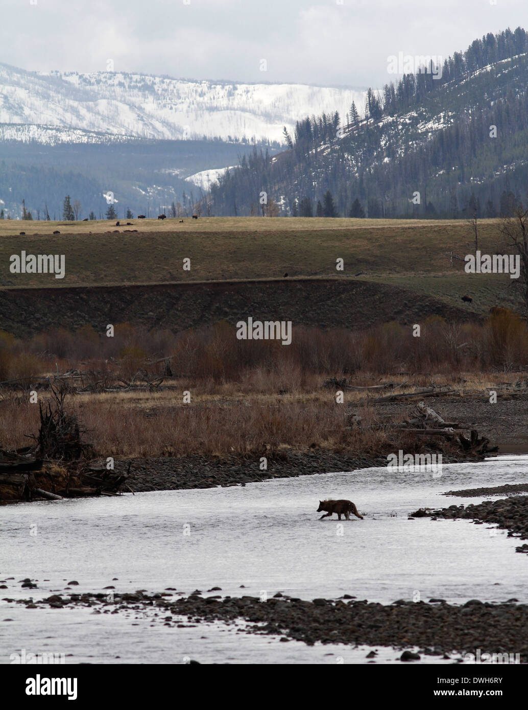 Yellowstone gray wolf feeding hi-res stock photography and images - Alamy