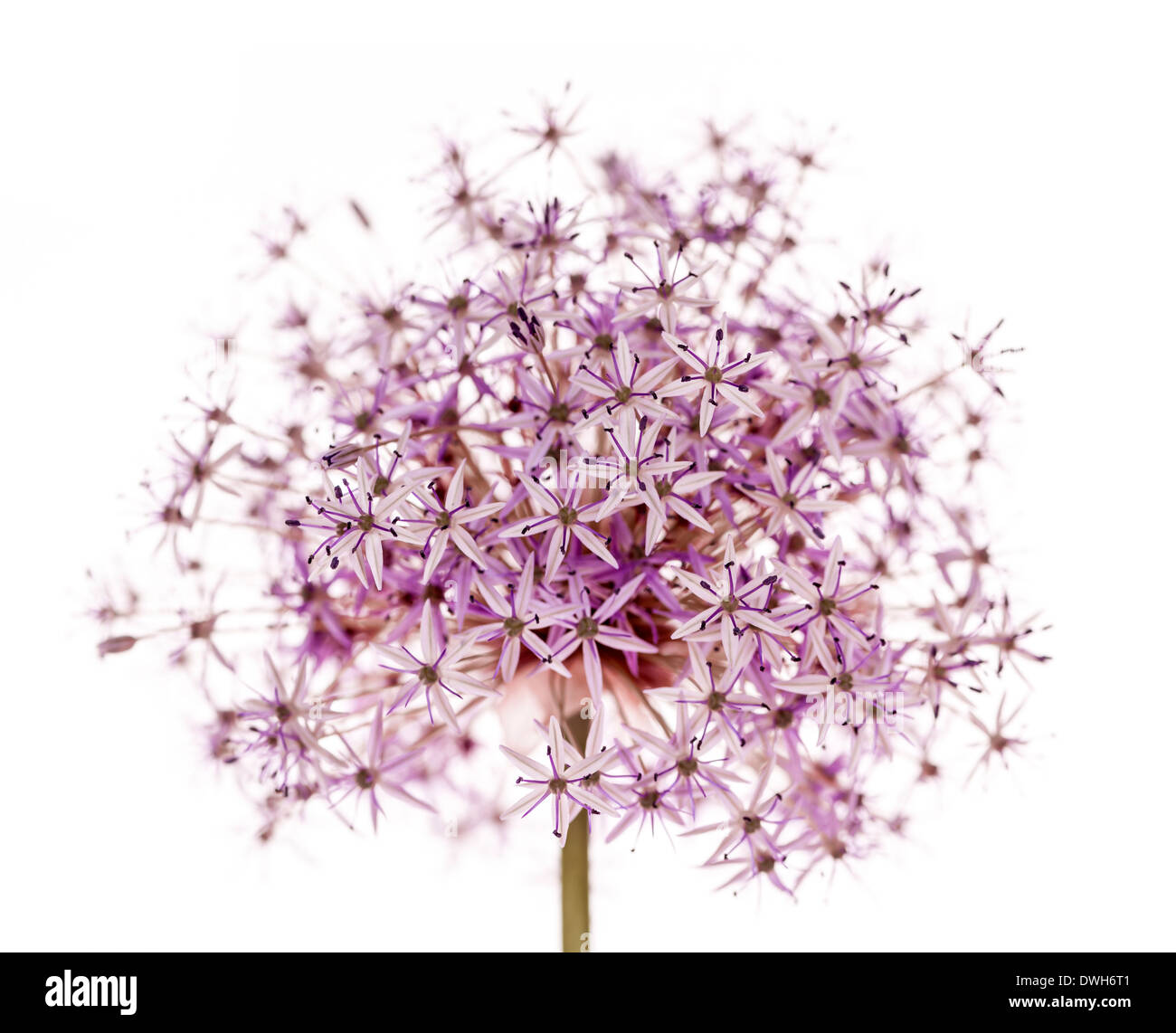 Pink and purple flowering onion flower isolated on white background Stock Photo