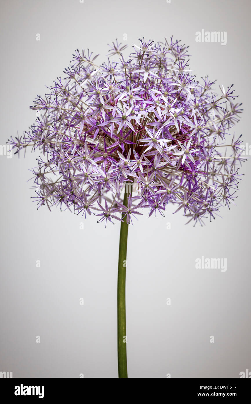 Pink and purple flowering onion flower head on white background Stock Photo