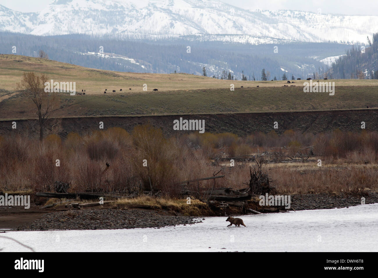 Wolf yellowstone river hi-res stock photography and images - Alamy