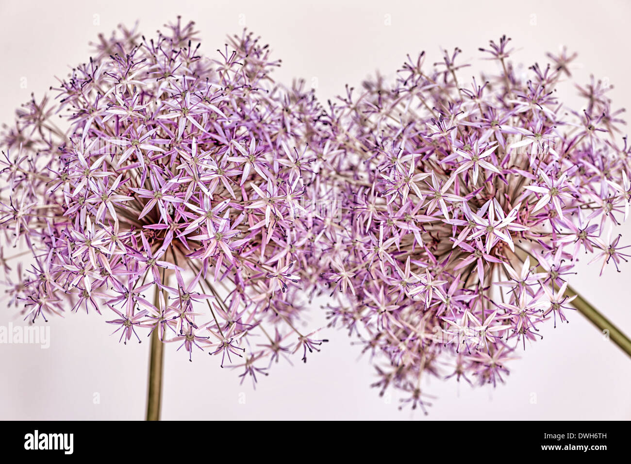 Macro closeup of pink and purple flowering onion flowers Stock Photo