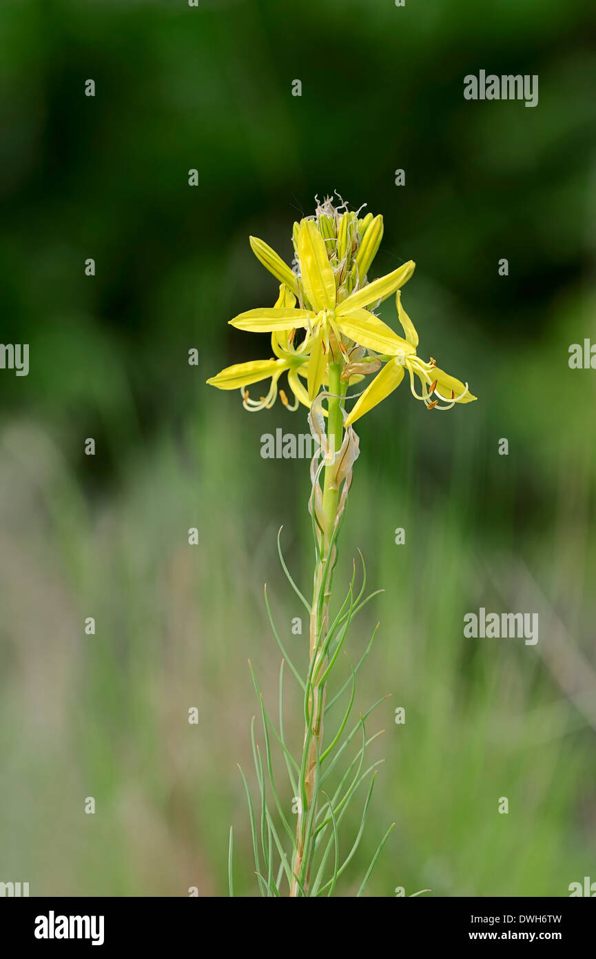 King's Spear or Yellow Asphodel (Asphodeline lutea) Stock Photo