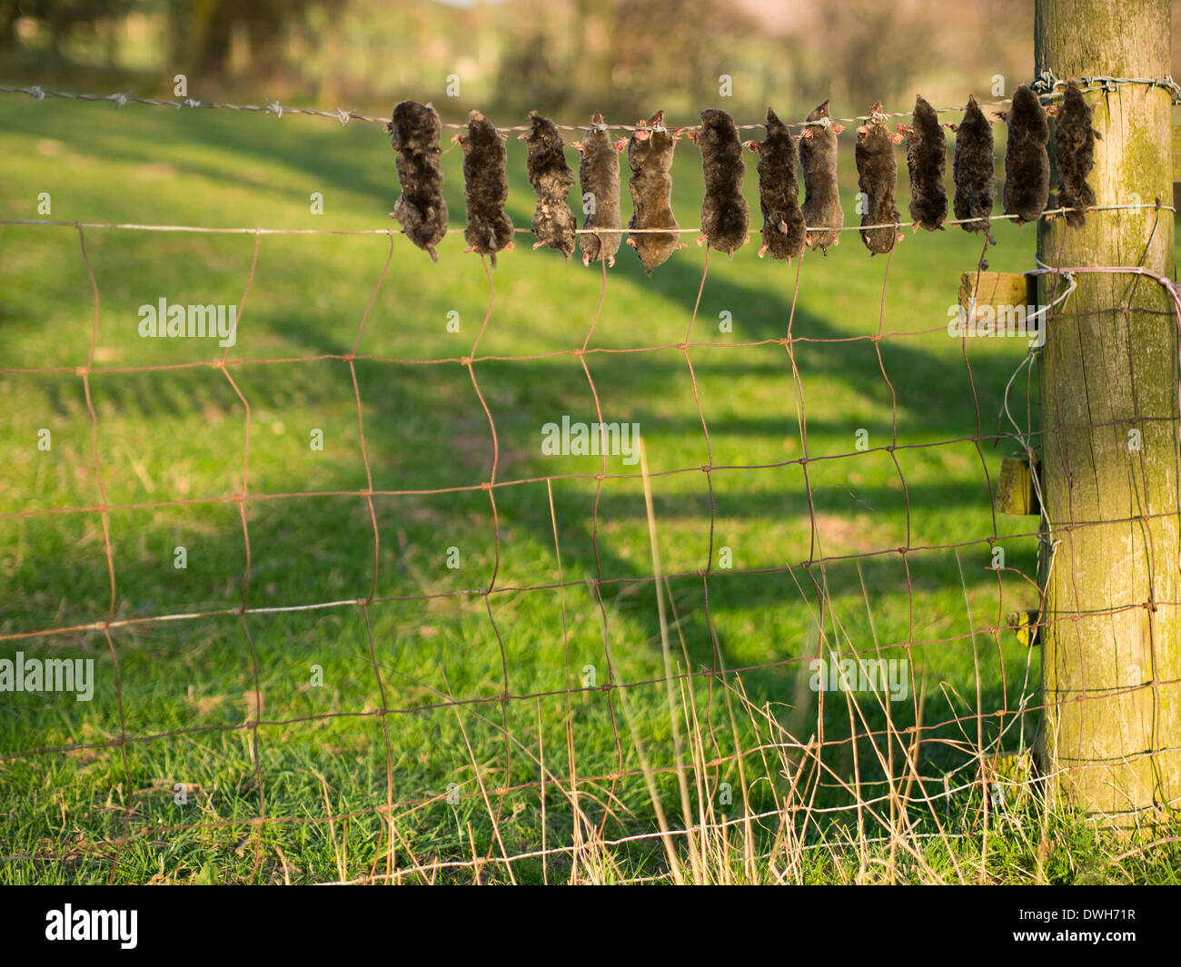 Dead Moles Hanging from a Fence Stock Photo
