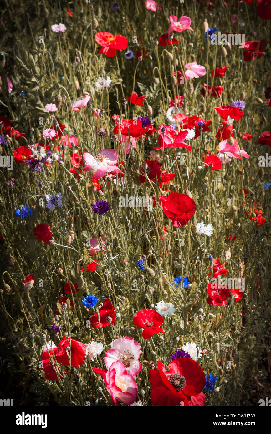 Assorted wildflowers hires stock photography and images Alamy