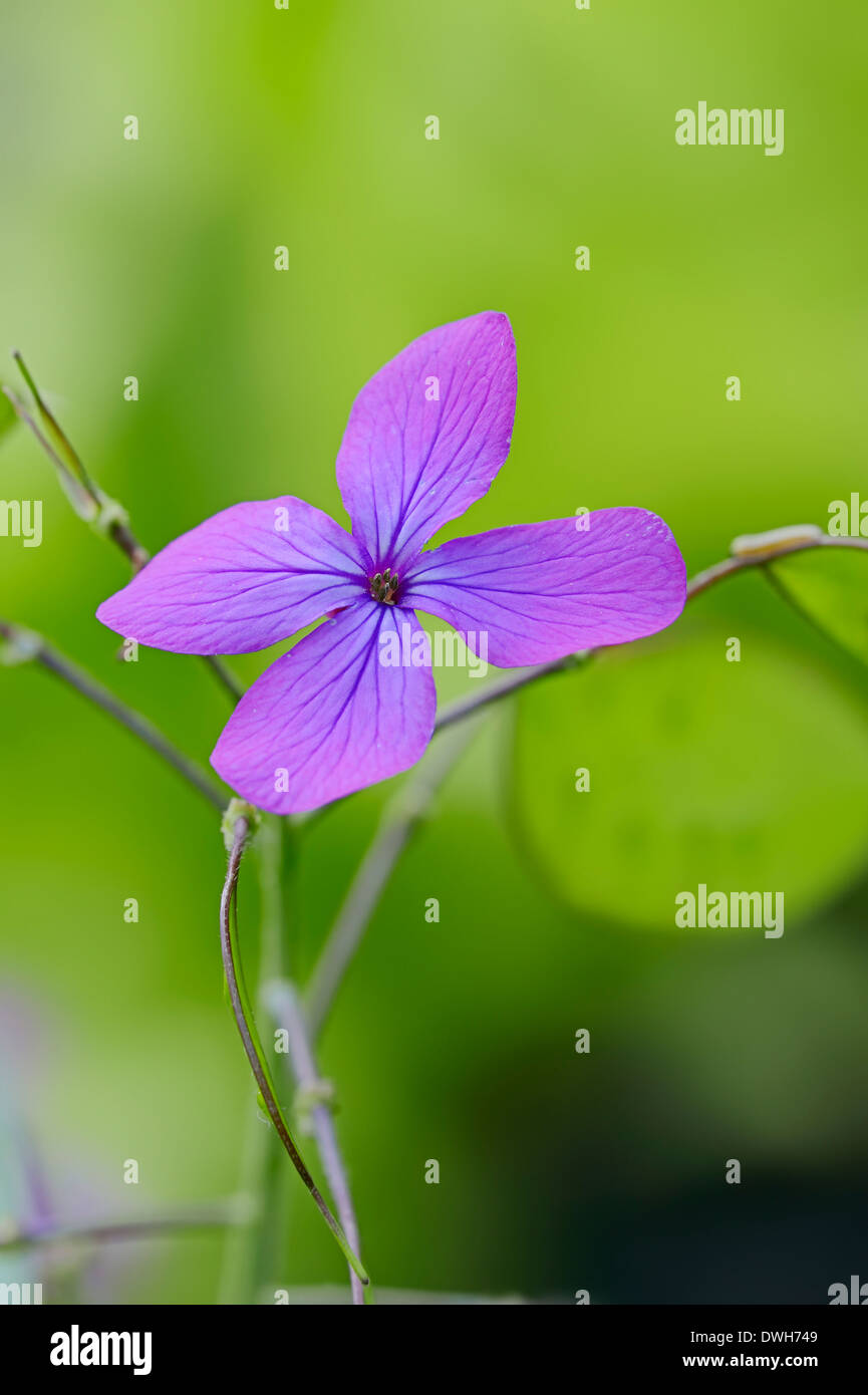 Money Plant, Pennyflower or Annual Honesty (Lunaria annua) Stock Photo