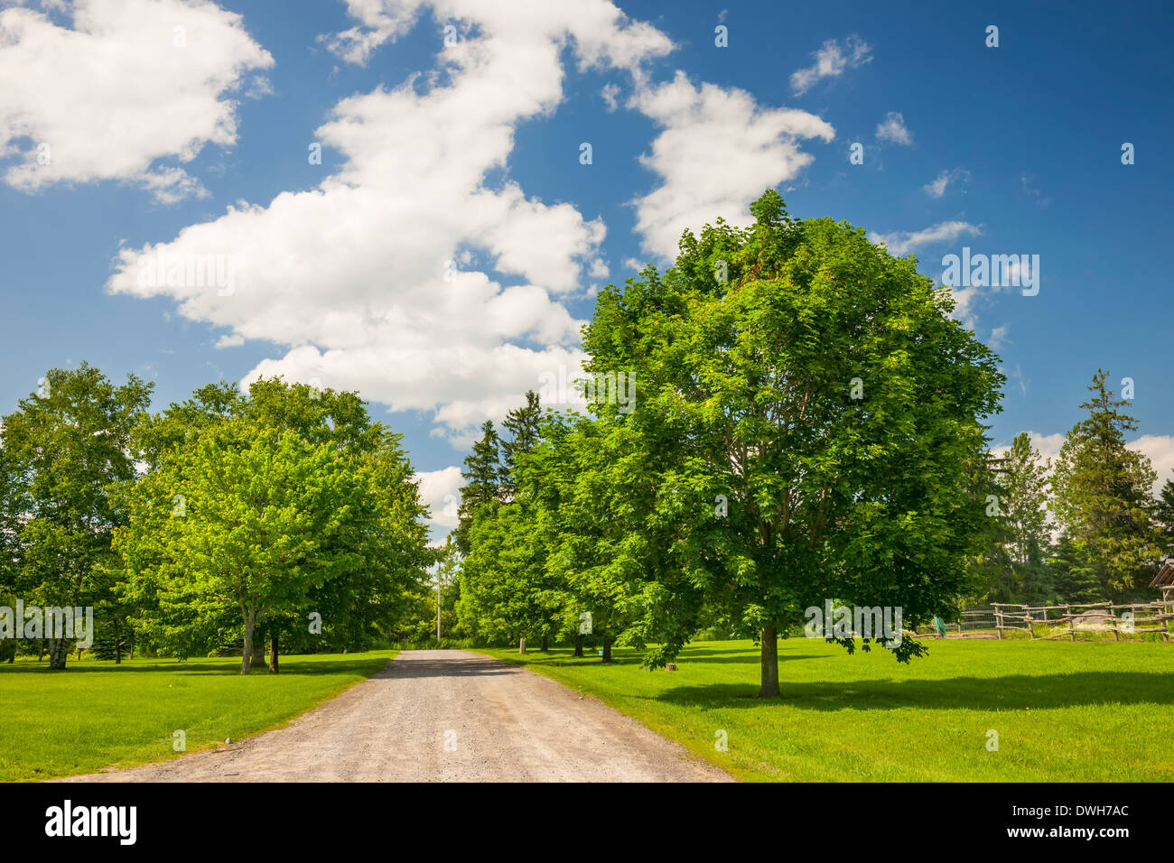 Summer landscape with rural road, lush maple trees and blue sky Stock Photo