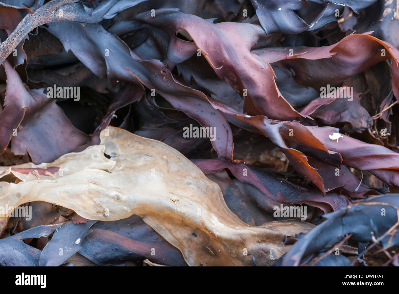 Close up shot of seaweed Stock Photo
