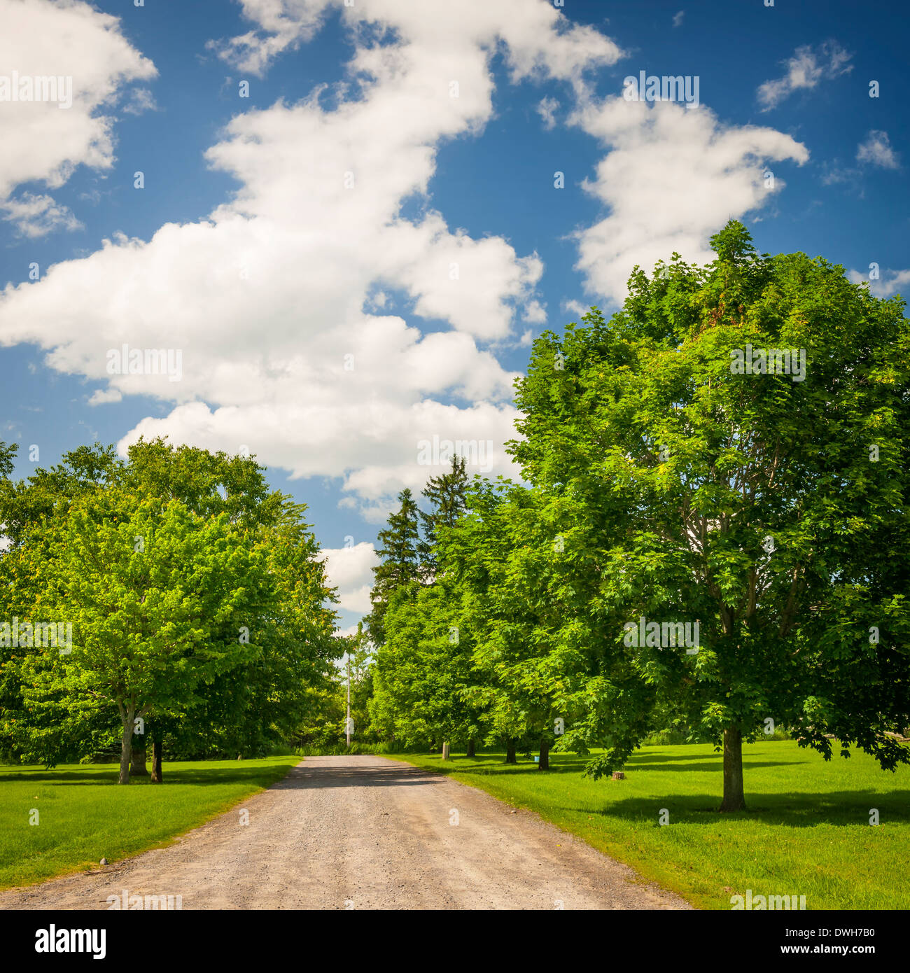 Summer landscape with rural road, lush maple trees and blue sky Stock Photo