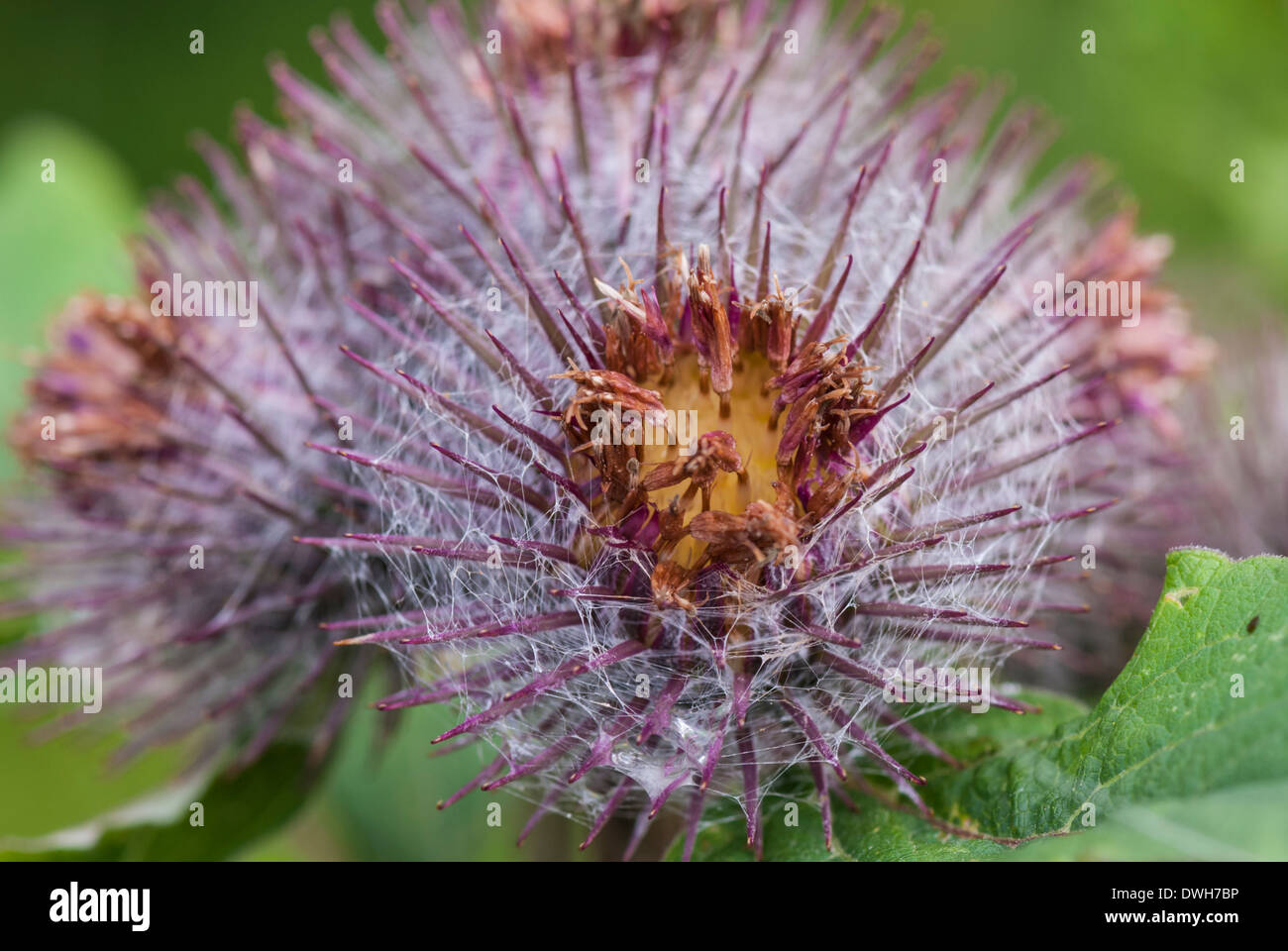 Close up view of the Burdock head Stock Photo