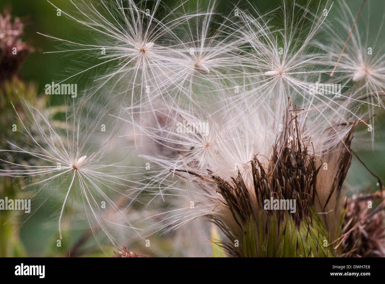 Thistle seeds waiting to be blown in the wind Stock Photo