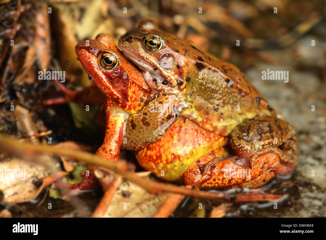 Common European Frogs mating Stock Photo