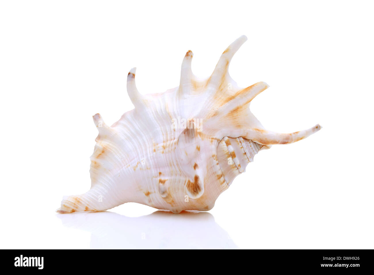 Seashell skeleton hi-res stock photography and images - Alamy