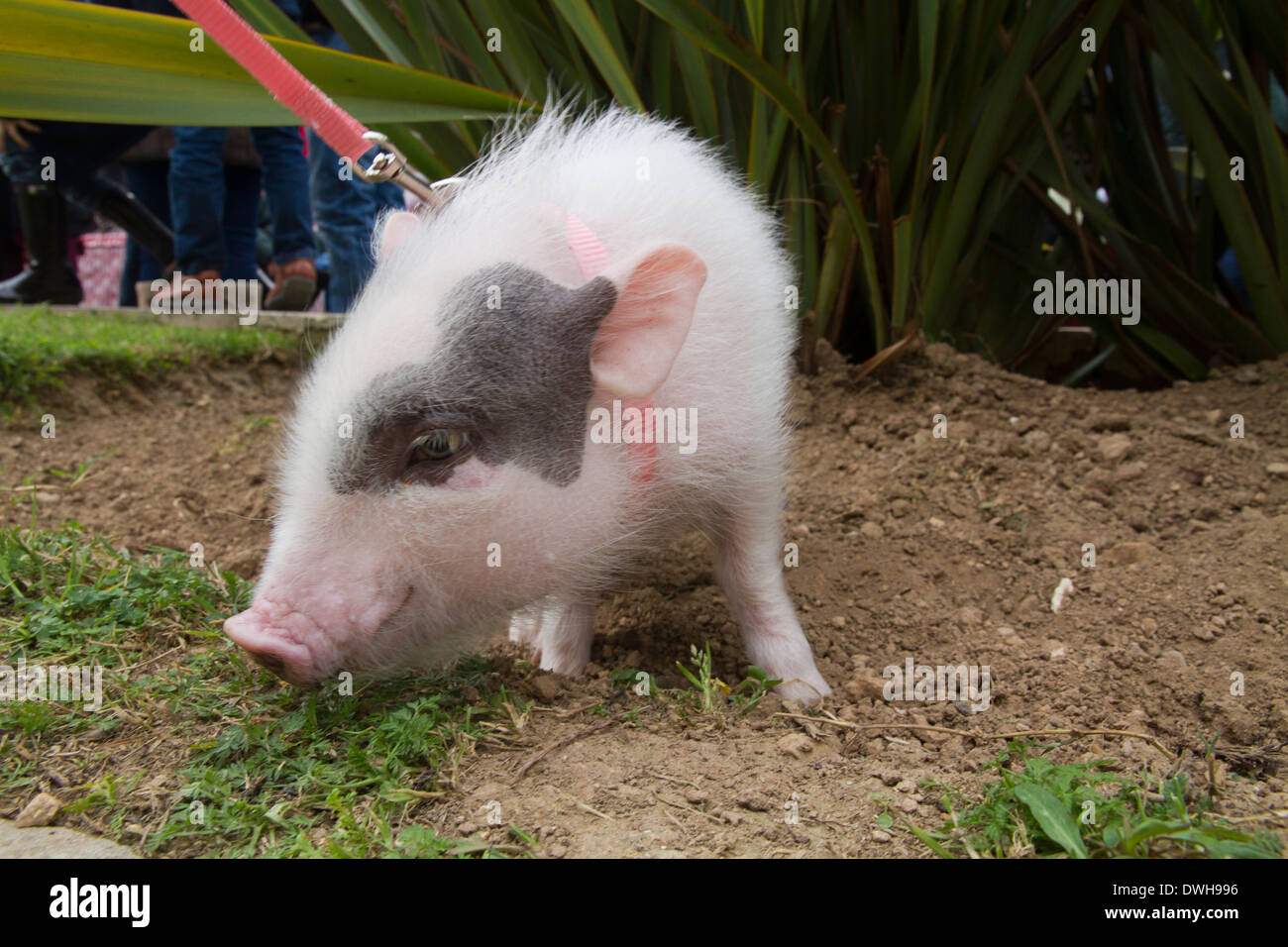 Piglet little pig Stock Photo