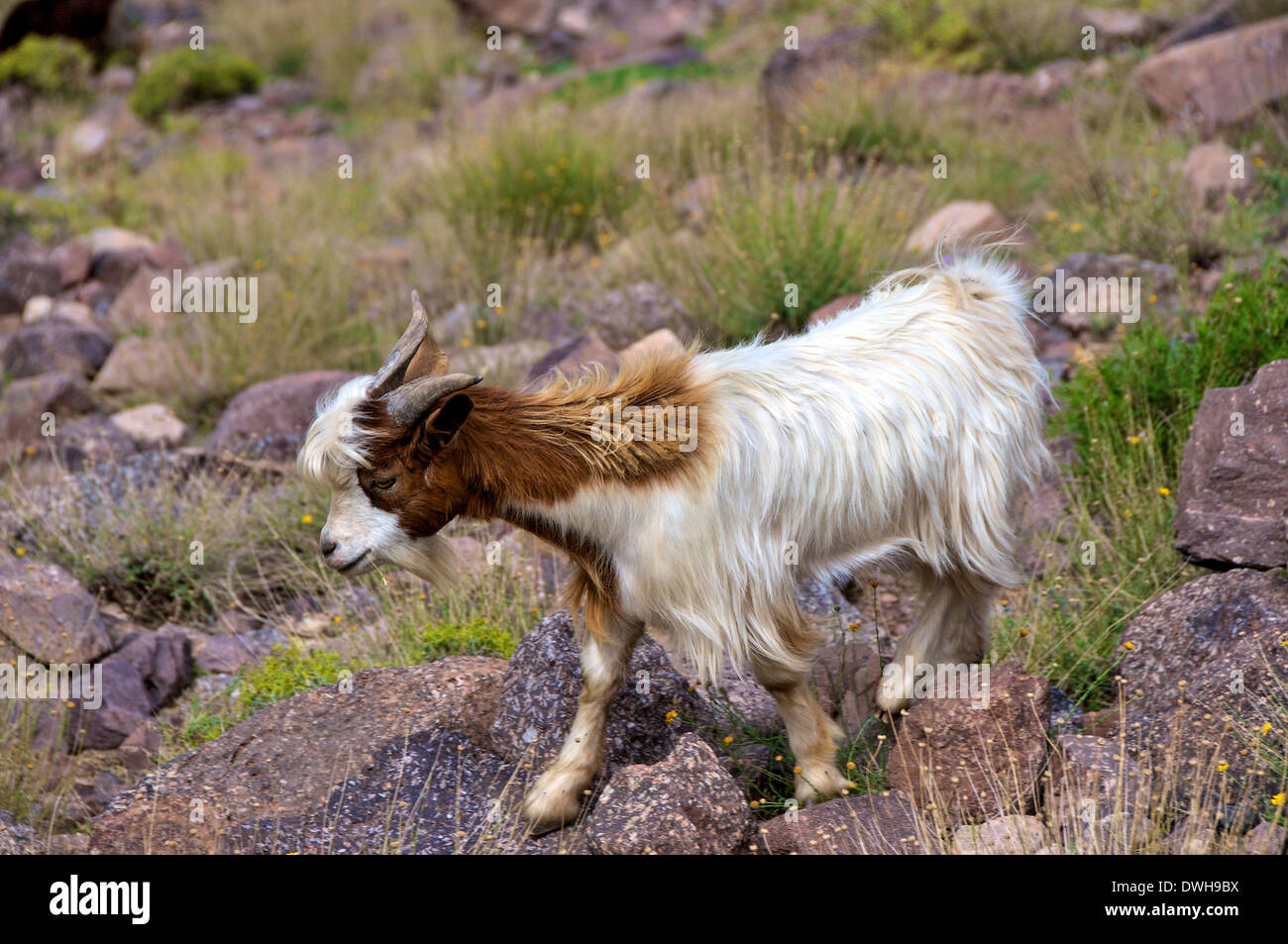tobacco stained mountain goat A mountain goat in the Toubkal National Park in High Atlas mountains of  Morocco Stock Photo