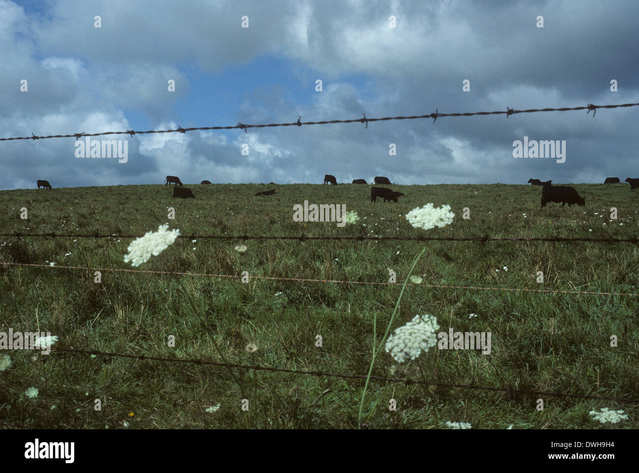 Meadowbank High Resolution Stock Photography and Images Alamy