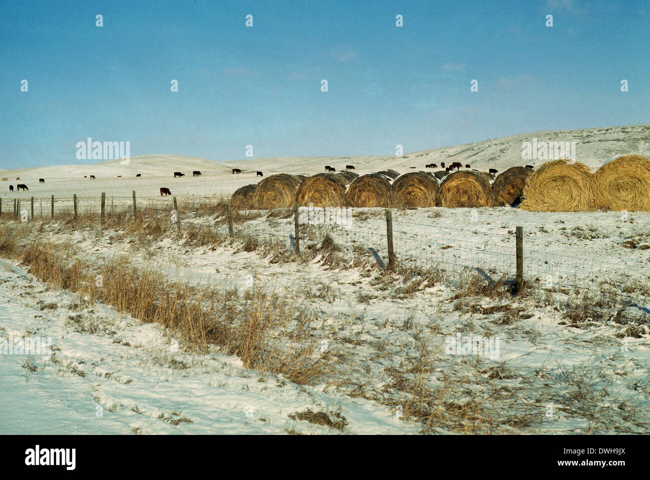 Cattle ranch in winter, near Cochrane, Alberta, USA Stock Photo - Alamy