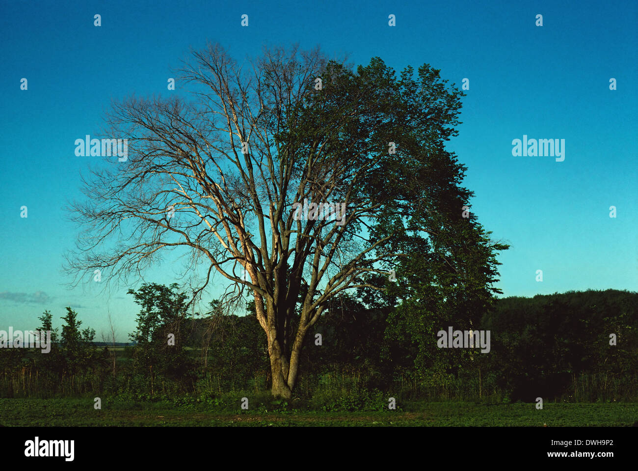 Elm tree dying of Dutch elm disease, Marieville, Quebec, Canada Stock