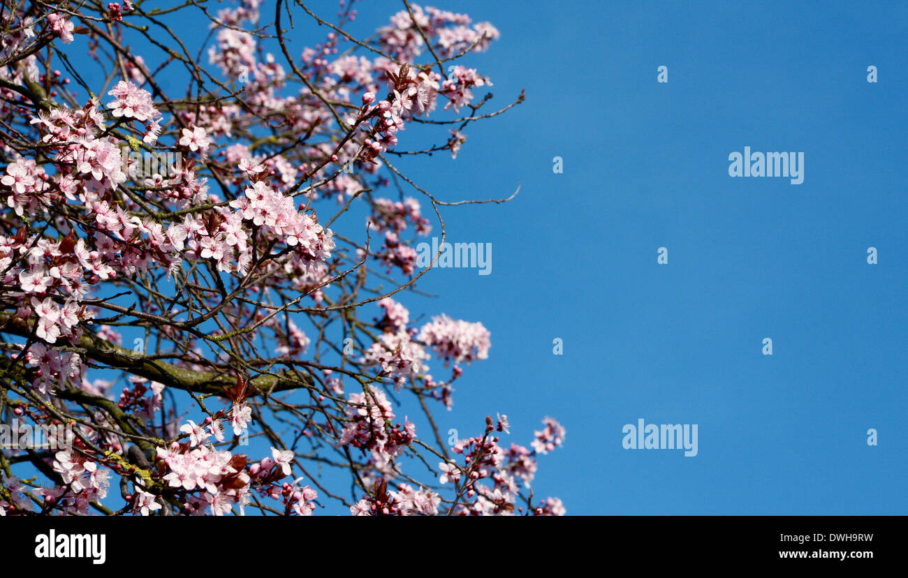 Pink cherry blossom against a clear blue sky with copy space Stock ...