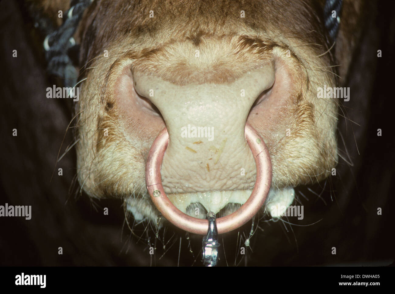 Nose hotsell ring canada