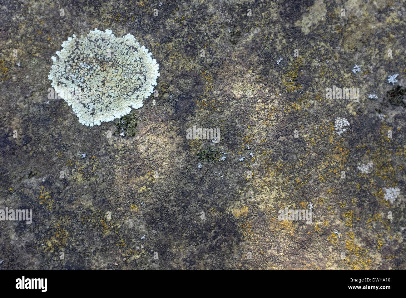 Closeup of small patch of blue crustose lichen on concrete with copy space Stock Photo