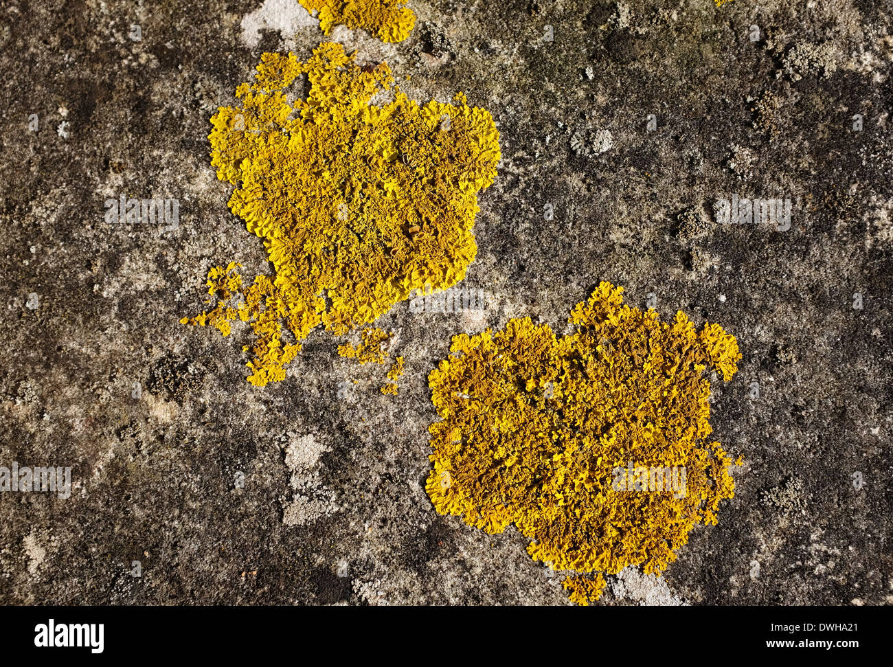 Closeup of two patches of yellow crustose lichen growing on concrete Stock Photo