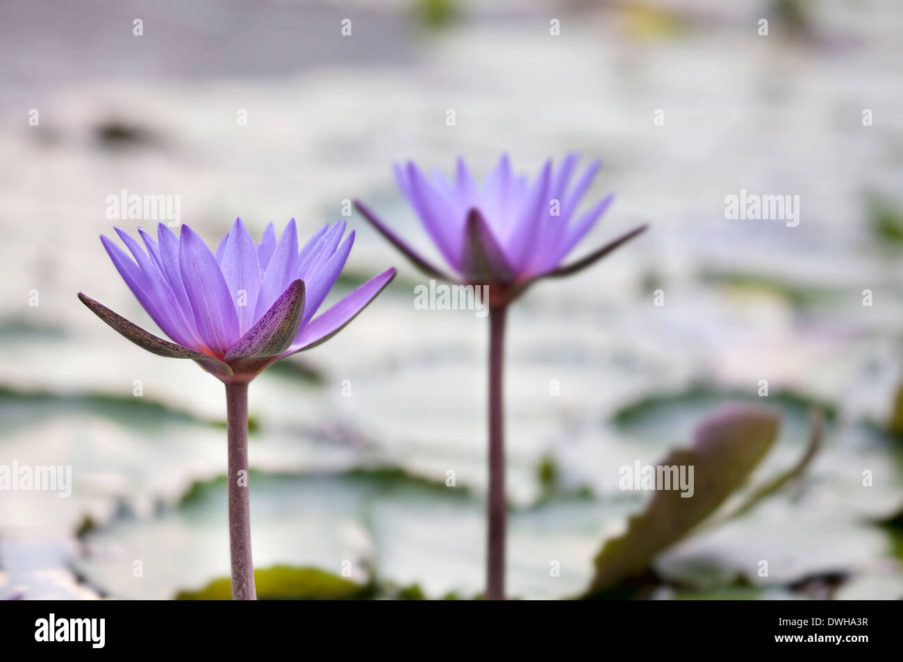 Pond with Purple Water Lily Flower in Bloom Closeup Stock Photo
