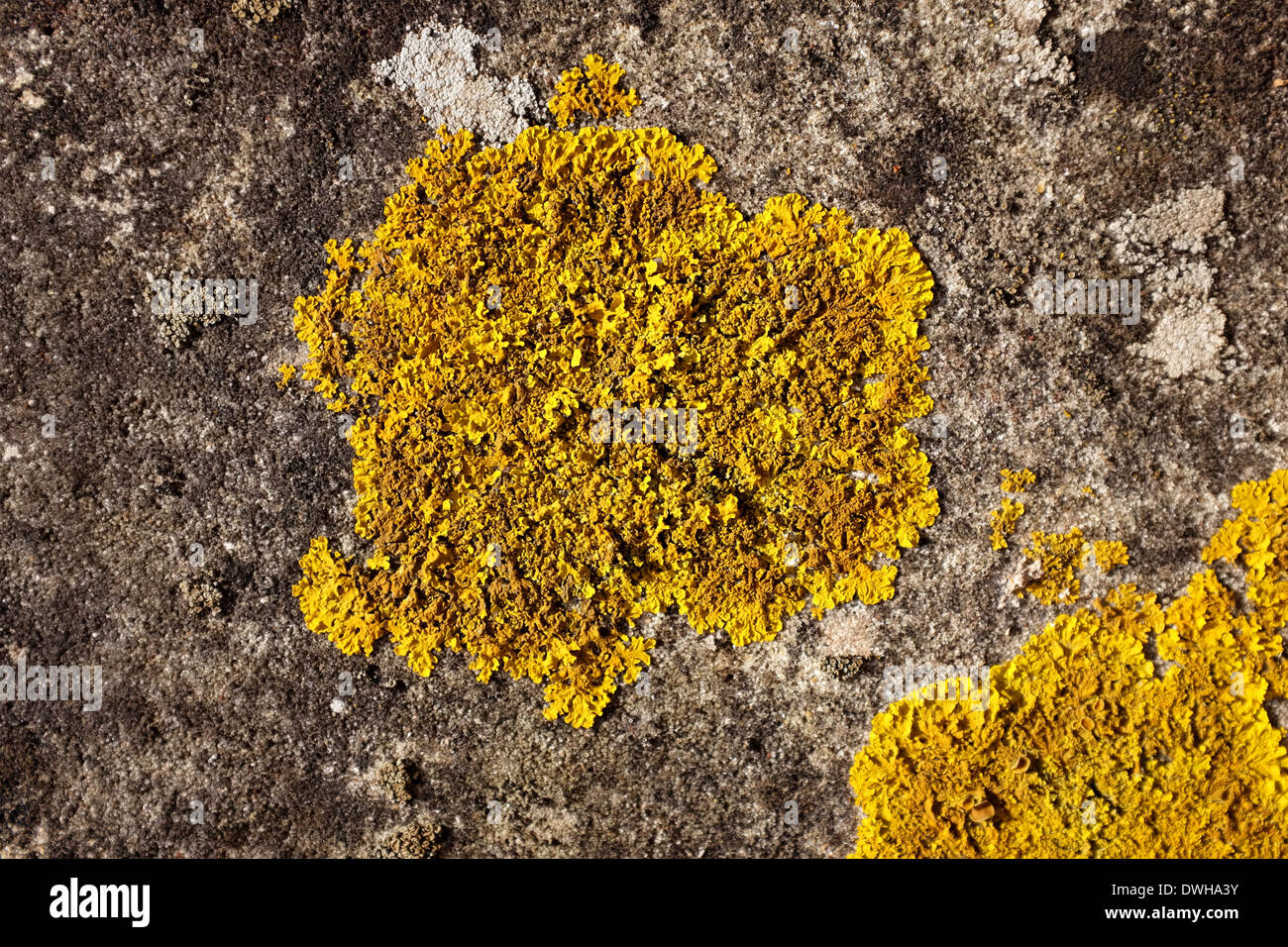 Detail of yellow crustose lichen growing on concrete Stock Photo