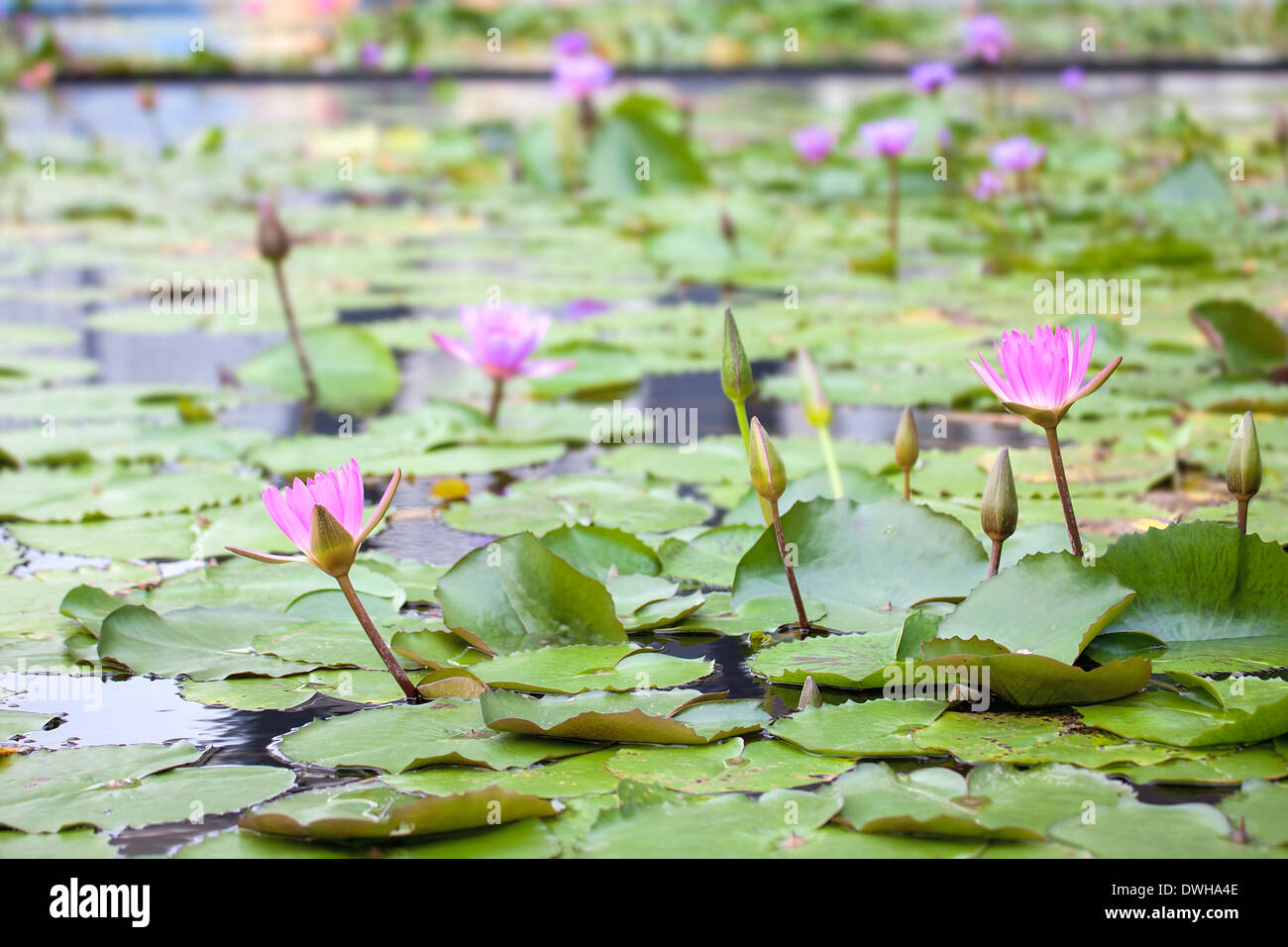 Pond with water lily hi-res stock photography and images - Alamy