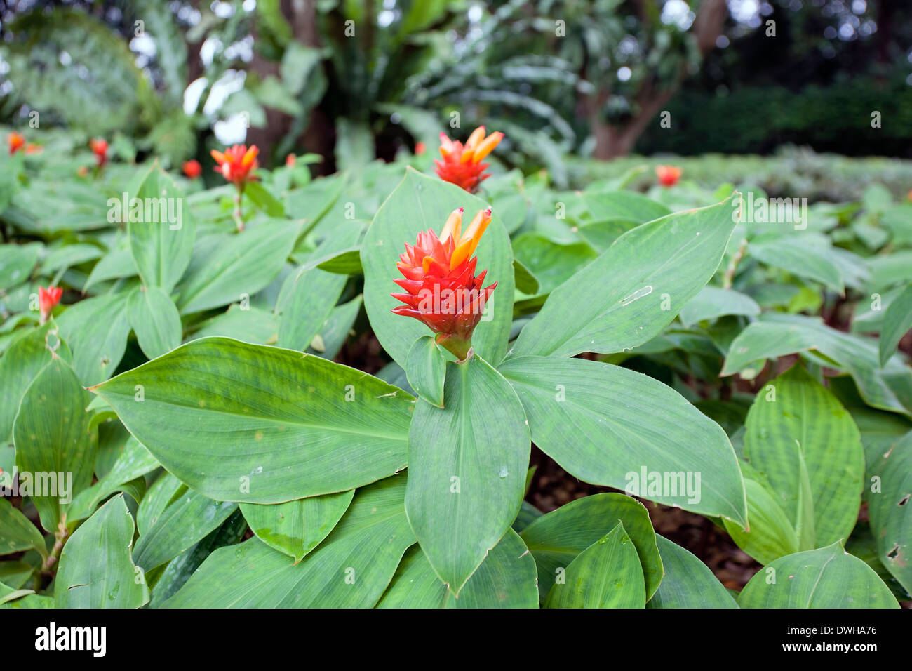 Flowering Red Ginger Plant Groundcover with Red and Orange Flowers Stock Photo