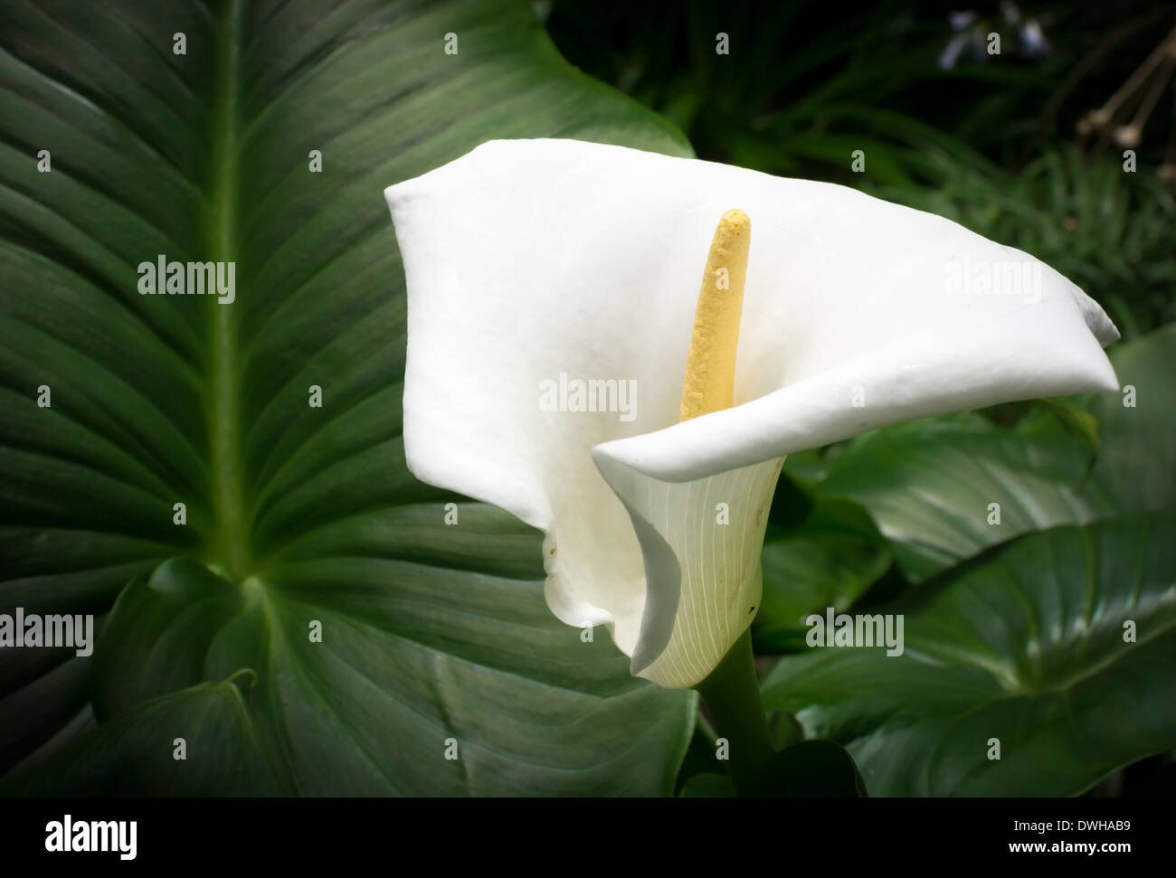 Beautiful white calla flower and green leaf Stock Photo