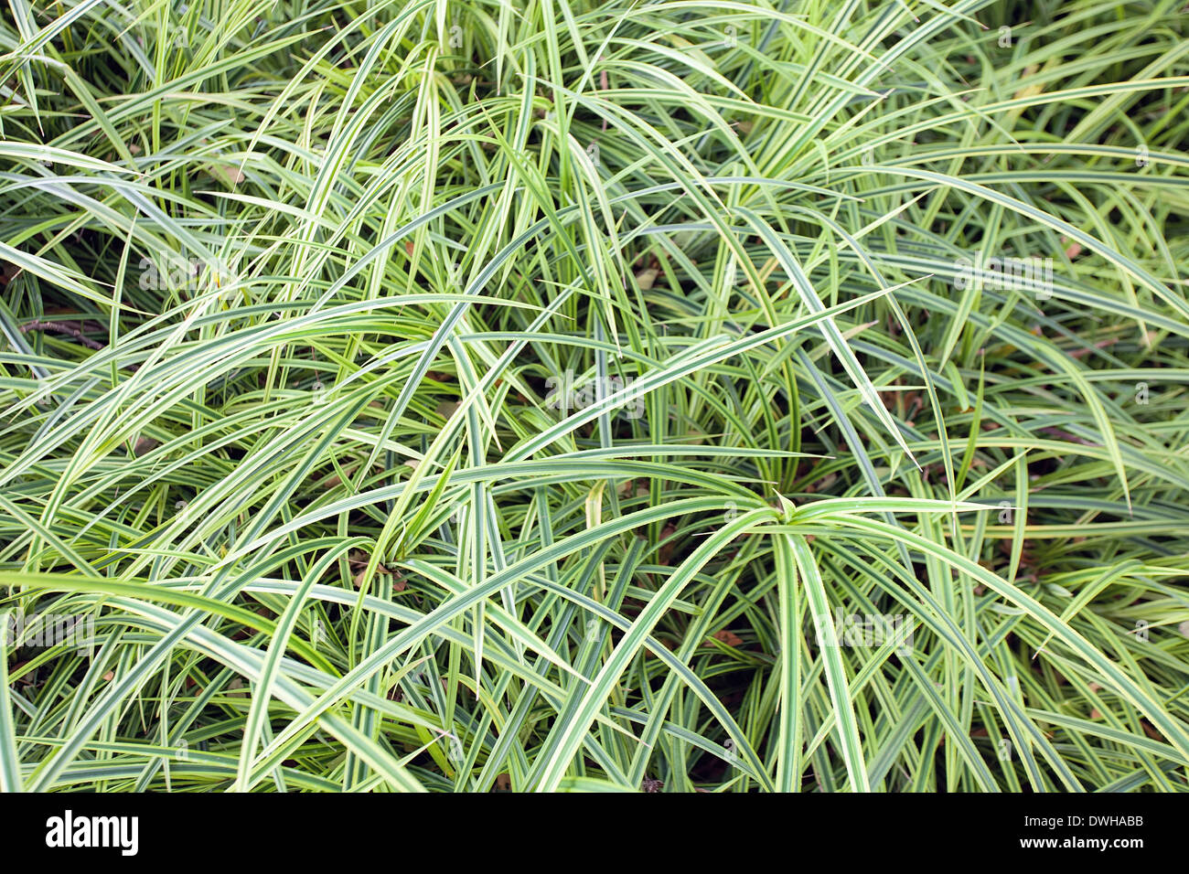 Variegated Monkey Grass Groundcover Background Stock Photo