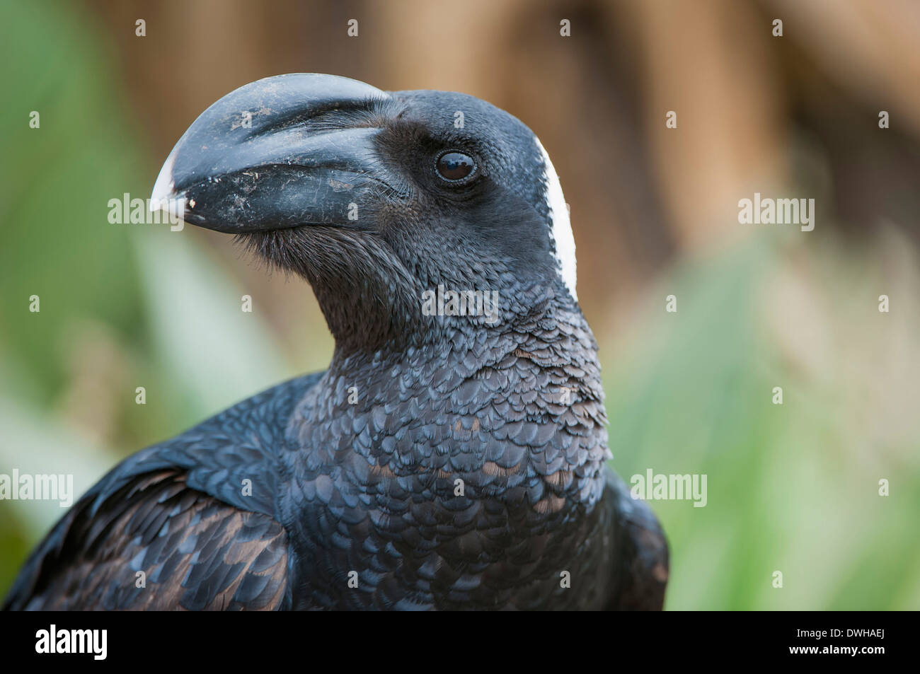 Thick billed raven hi-res stock photography and images - Alamy