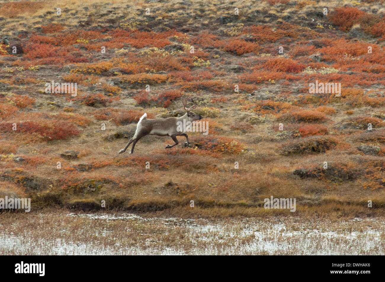 Greenland, Qeqqata municipality, Kangerlussuaq (Big Fjord) aka Sondrestrom. Lone caribou aka reindeer (Rangifer taranduss). Stock Photo