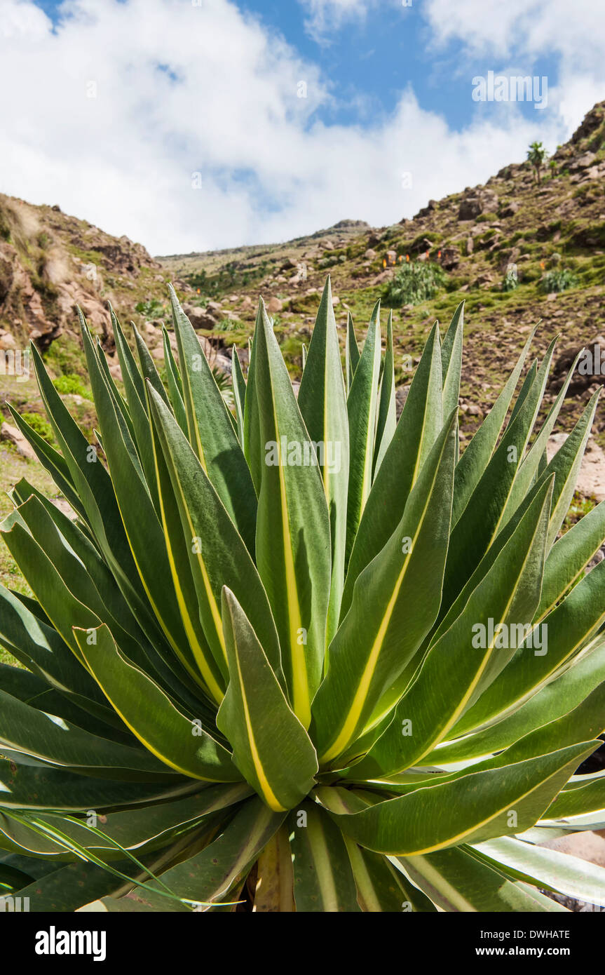 Giant lobelia hi-res stock photography and images - Alamy