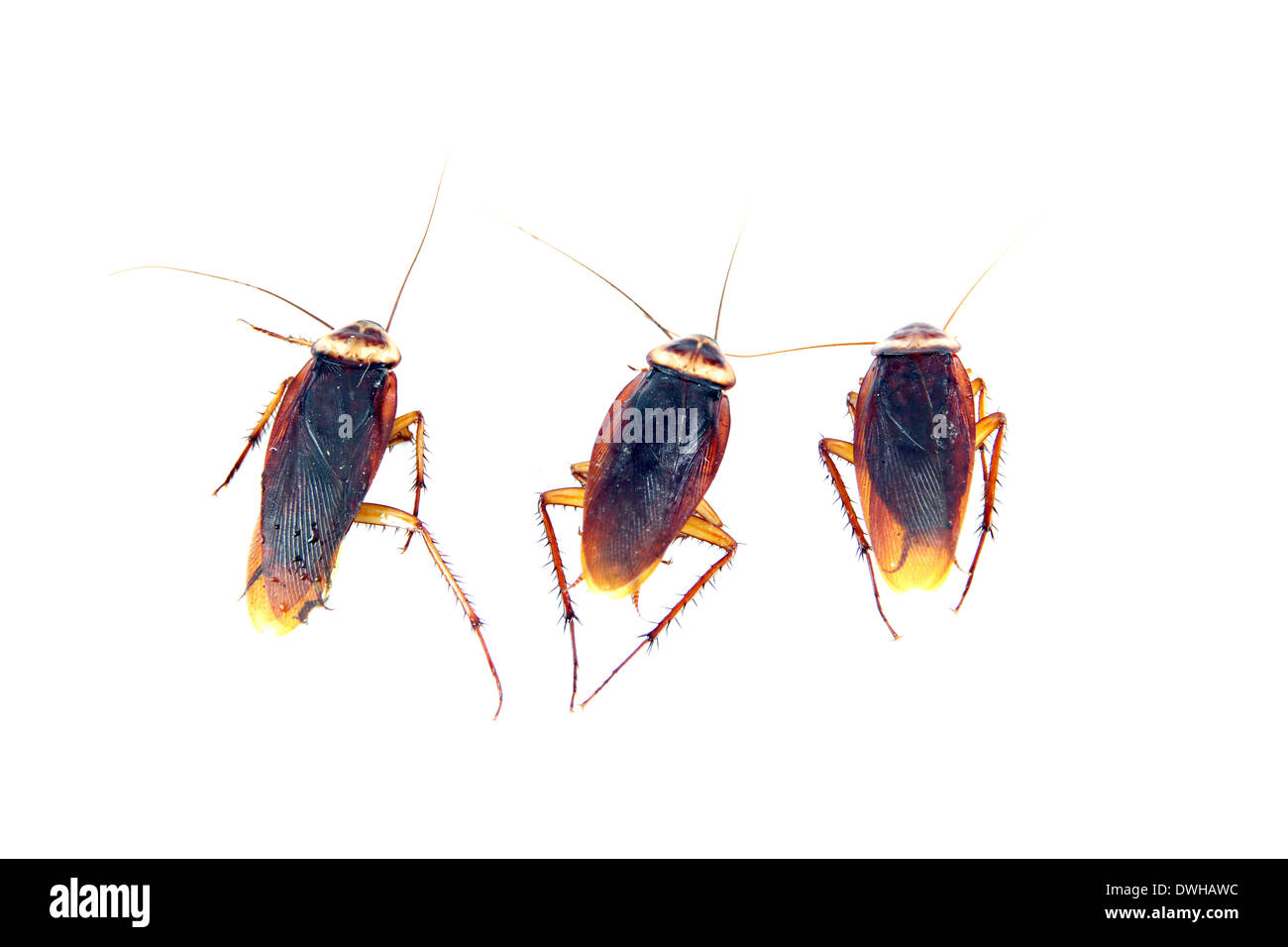 Cockroaches isolated on white background Stock Photo - Alamy