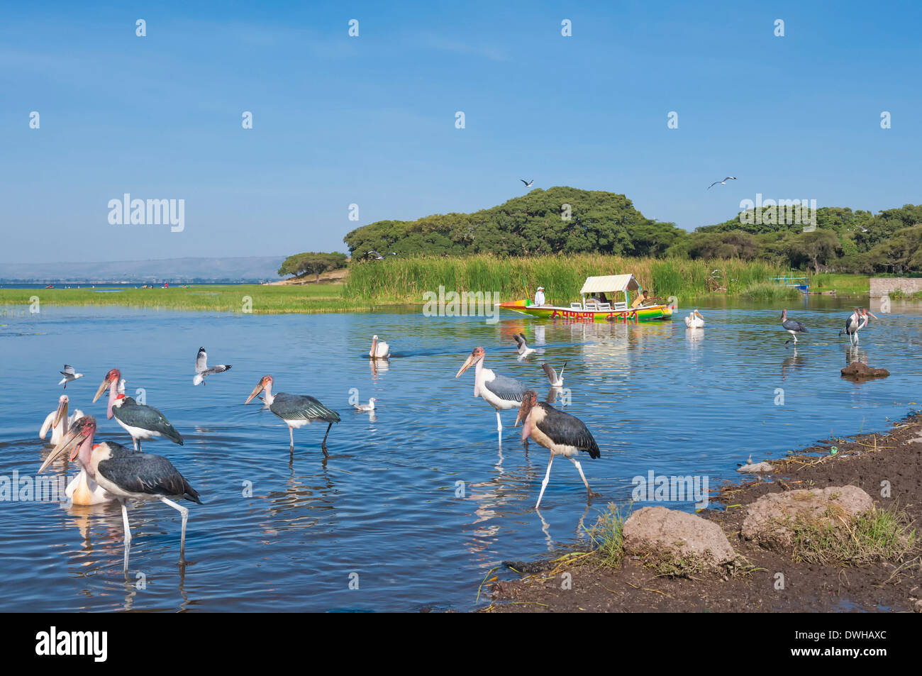 Marabou Stork, White Pelican Stock Photo - Alamy