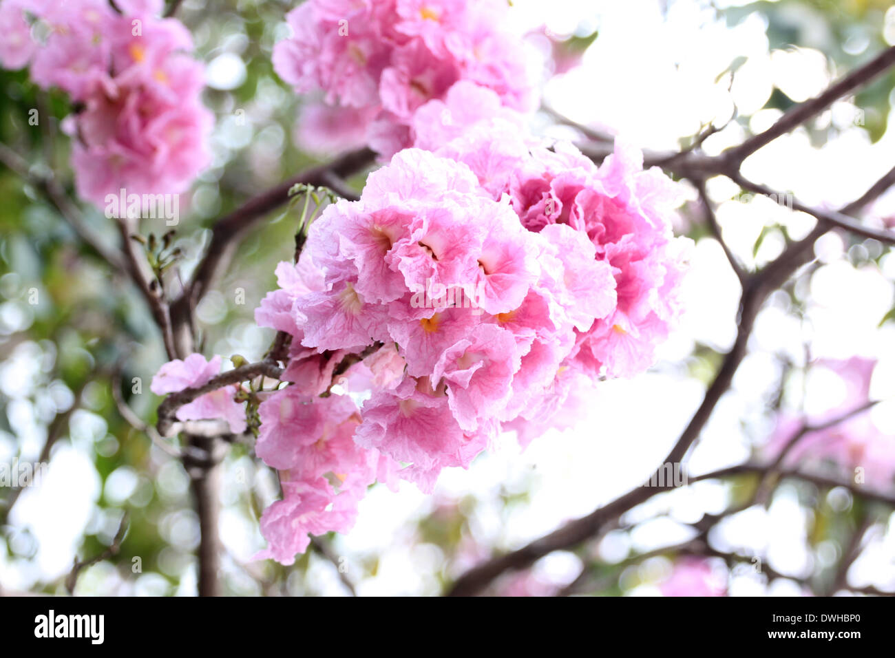 Pink flowers blooming on winter in garden. Stock Photo
