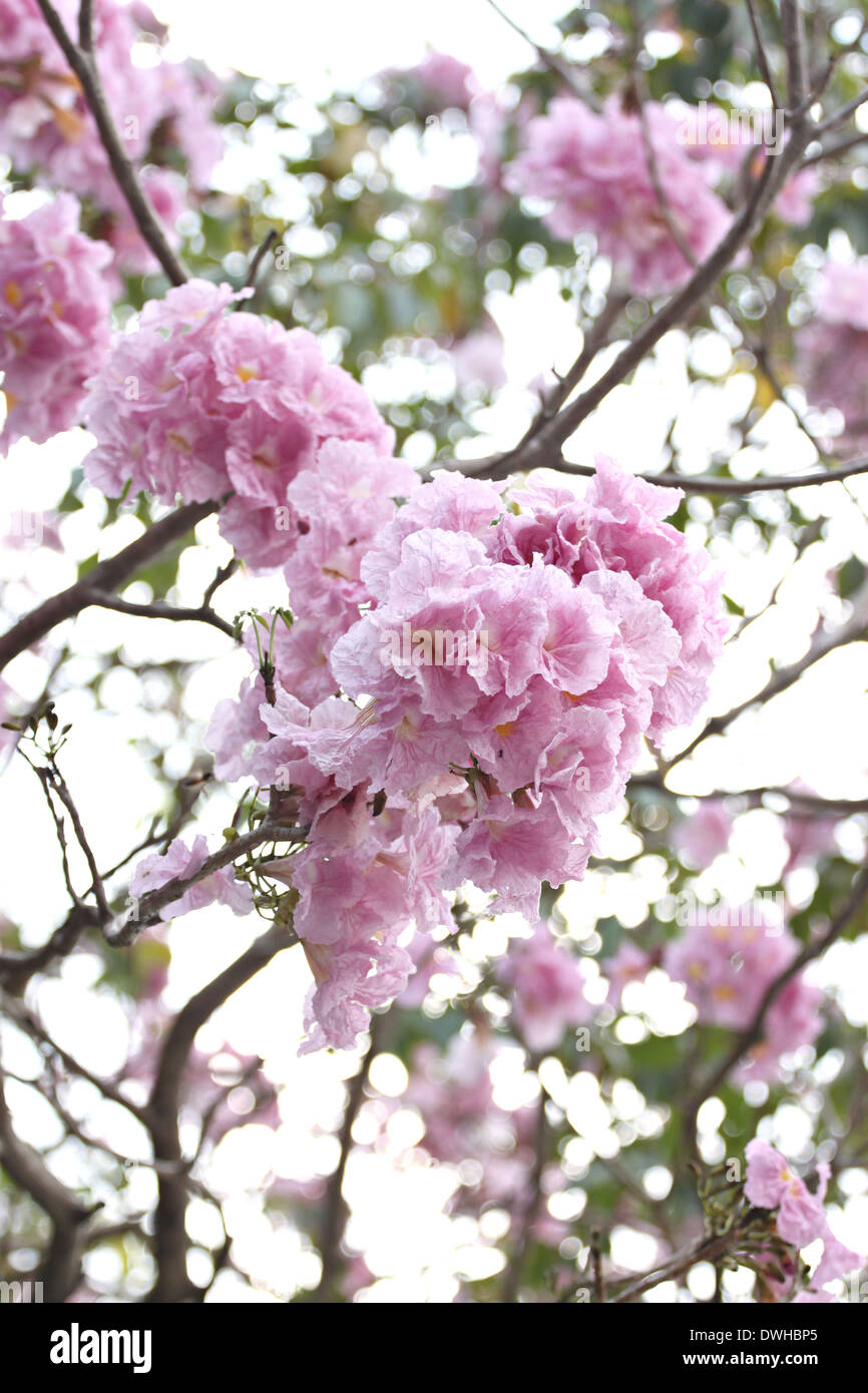 Pink flowers blooming on winter in garden. Stock Photo