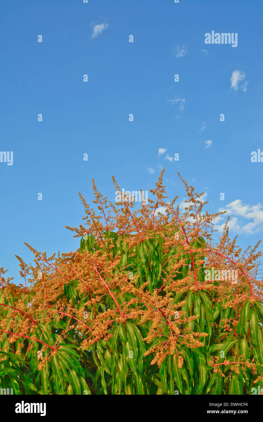 https://c8.alamy.com/comp/DWHCF4/close-up-flower-of-mango-and-blue-sky-background-DWHCF4.jpg