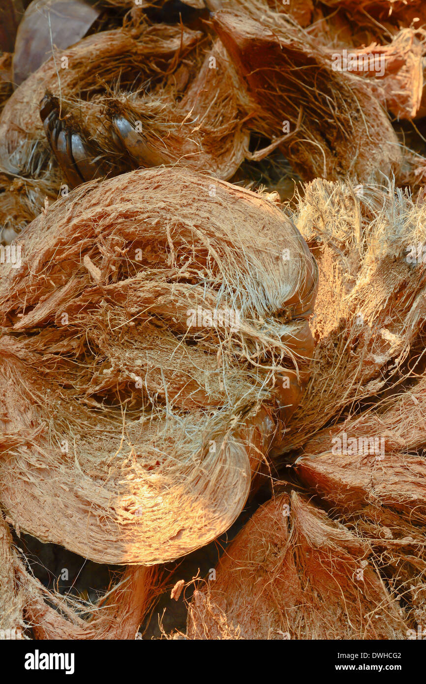 Coconut husk hires stock photography and images Alamy